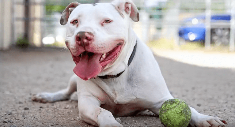 Saving Them All: Learn About Best Friends Animal Society