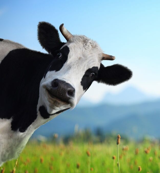 vegan marketing cow